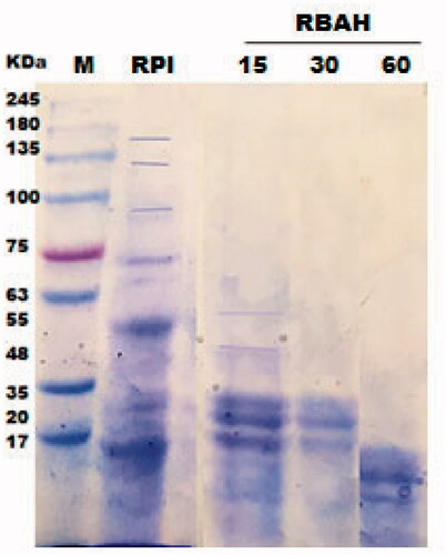 Figure 1. SDS-PAGE of red kidney bean protein isolate (RPI) and Alcalase-red kidney bean hydrolysate (RBAH) generated by Alcalase after hydrolysis time (0, 15, 30 and 60 min), M: Tris glycine Marker.