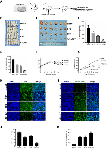 Figure 6 In vivo antitumor effects of RUT and or 5-FU on transplanted HCT116 cells in nude mice. (A) procedure for establishment of a xenograft model and injection of normal saline (control), RUT (30mg/kg), 5-FU (10mg/kg) and RUT (30mg/kg) + 5-FU (10mg/kg) for 20 days. (B and C) tumor images. (D) Tumor weight at the end of the experiment. (E) Tumor volume at the end of the experiment. (F) Weight changes in nude mice in different treatment groups. (G) volume changes in nude mice were recorded every two days during the whole treatment period. (H–K) H&E staining and statistical results of tumor tissue in groups. (Scale bar: 50μm). n=6, *P < 0.05, **P < 0.01, ***P < 0.001, compared with the control group.