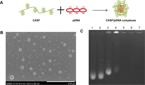 Figure 4 (A) Schematic illustration of the formation of CASF/pDNA complexes. (B) Scanning electron microscopy image of CASF/pDNA complexes with a weight ratio of 48/1. Scale bar: 2 μm. (C) Agarose gel electrophoresis of CASF/pDNA complexes. Lane 1: naked pDNA (control), Lane 2: ASF/pDNA (weight ratio 64/1, control).Note: Lanes 3, 4, 5, 6, and 7: CASF/pDNA at weight ratios of 8/1, 16/1, 32/1, 48/1, and 64/1, respectively.Abbreviations: ASF, Antheraea pernyi silk fibroin; CASF, cationized Antheraea pernyi silk fibroin; pDNA, plasmid DNA.