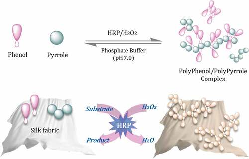 Scheme 1. Horseradish peroxidase-catalyzed polymerization and dyeing of silk fabrics.