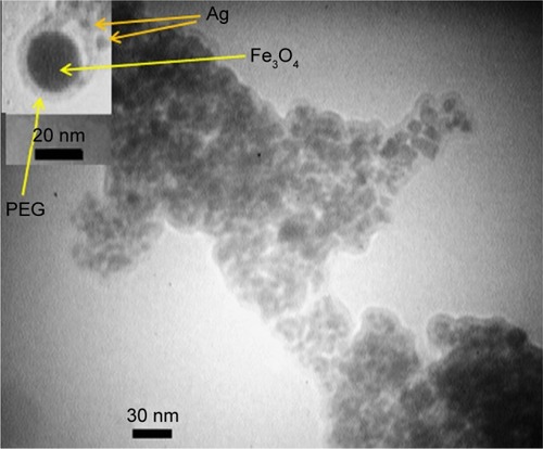 Figure 2 TEM image of Fe3O4@PEG–Ag core/shell nanostructure: the electrostatic forces between Fe3O4, PEG and Ag are the basis of the nanocomposite formation.Abbreviations: TEM, transmission electron microscopy; PEG, poly(ethylene glycol).