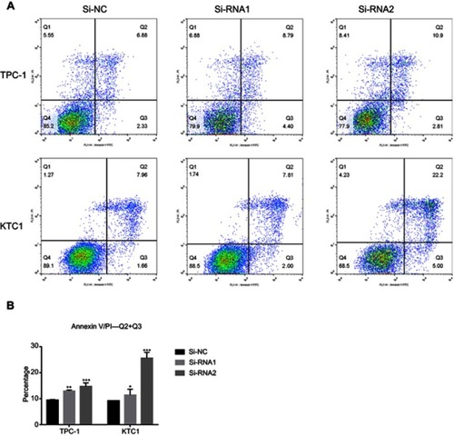 Figure 4 NECTIN4 gene knockdown induces the cell apoptosis of PTC cell lines in vitro.Notes: (A and B) Annexin V/PI assay was applied to analyze the TPC1 and KTC-1 cell lines transfected with Si-NC or Si-RNA1 or Si-RNA2. Knocking down NECTIN4 could increase apoptotic cell death in thyroid cancer cells. The columns represent the mean of death cell numbers from at least three independent experiments. *P<0.05, **P<0.01 and ***P<0.001 in comparison with si-NC using Student’s t-test.