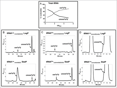 Figure 3. Synthesis of cmnm5s2U and nm5s2U is depending on the growth medium, growth phase and tRNA species. HPLC analysis of total tRNA (A), tRNALysmnm5s2UUU (B), tRNAGln(c)mnm5s2UUG (C), and tRNALeucmnm5UmAA (D), purified from a strain carrying a ΔmnmC (A–C) or a null trmL mutation (D), was carried out as described.Citation66 The strains were grown in LBT. In (A), the percentage of nucleosides along the growth curve represents the distribution of the peak area of each nucleoside compared to the sum of the peak areas of the 2 nucleosides. In (B), (C) and (D), the specific tRNAs were purified at logarithmic (LogP) and stationary (StatP) phase.