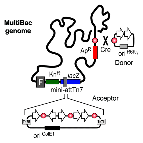 Figure 2. Multigene constructs based on acceptor vectors can be inserted in the MultiBac genome via the Tn7 transposition site. Within a second strategy expression cassettes can be inserted in the viral LoxP site in a Cre mediated reaction.