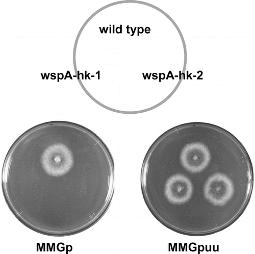 Fig. 3. Growth of wspA-hk-1 and wspA-hk-2 on the selective and non-selective media.