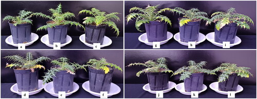 Figure 5. Morphological characteristics of E. macrochaetus with AgNPs and NaCl treatment in pot experiment; (a) T1p (Control, distilled water); (b) T2p (40 µmol/L AgNPs); (c) T3p (80 µmol/L AgNPs); (d) T4p (40 mmol/L NaCl); (e) T5p (80 mmol/L NaCl); (f) T6p (120 mmol/L NaCl); (g) T7p (40 mmol/L NaCl + 40 µmol/L AgNPs); (h) T8p (80 mmol/L NaCl + 40 µmol/L AgNPs); (i) T9p (120 mmol/L NaCl + 40 µmol/L AgNPs); (j) T10p (40 mmol/L NaCl + 80 µmol/L AgNPs); (k) T11p (80 mmol/L NaCl + 80 µmol/L AgNPs); (l) T12p (120 mmol/L NaCl + 80 µmol/L AgNPs). Note: Treatment duration was 90 days and photographs were taken after 120 days of sowing.