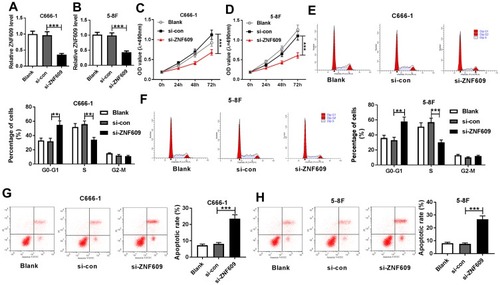 Figure 2 The downregulation of circ-ZNF609 repressed NPC cell growth. (A and B) QRT-PCR assay was performed to examine circ-ZNF609 expression in C666-1 (A) and 5-8F (B) cells transfected with si-con or si-circ-ZNF609. (C and D) MTT assay was carried out to assess cell proliferation in C666-1 (C) and 5-8F cells (D). (E and F) Cell numbers in G0-G1, S, or G2-M were analyzed using flow cytometry in C666-1 (E) and 5-8F (F) cells. (G and H) Flow cytometry analysis was used to determine cell apoptosis rate in C666-1 (G) and 5-8F (H) cells. **P<0.01 and ***P<0.001.