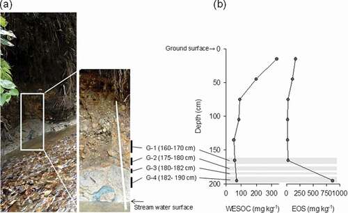 Figure 6. (a) the photograph of stream bank at sample site No.15 where the riverbed EOS content was high. (b) vertical distribution of water-extractable soil organic carbon (WESOC) and easily oxidizable sulfur (EOS) contents in a stream bank at sample site No. 15. G-1, G-2, G-3, and G-4 represent the sample evaluated soil denitrification potential (DP) in.Figure 7