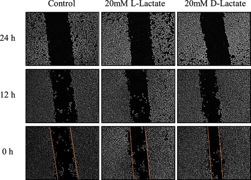 Figure 2. Effects of lactate enantiomers on wound healing.