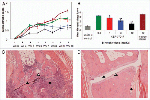 Figure 5 CEP-37247 has potent anti-arthritic properties in vivo in the Tg197 transgenic mouse model. (A) Weekly assessment of arthritic scores of groups of 8 Tg197 transgenic mice dosed with four different doses of CEP-37247 (green square, 0.3; red square, 1; blue triangle, 3; black circle, 10 mg/kg) or isotype control antibody (palivizumab, dark red diamond, 10 mg/kg) twice weekly from 3 weeks until 10 weeks of age. The score range runs from a base line of normal appearance where paw flexion is seen to a point where ankylosis is detected upon flexion and movement is severely impaired. Each ankle joint of each animal was scored weekly and the mean (±SEM) calculated. Significant result at week 10 as determined by ANOVA are indicated (**p < 0.001 or *p < 0.05) when compared to mean arthritic score of group dosed with IgG1 isotype control (palivizumab). (B) Mean histopathology scores (±SEM) after sacrifice at week 10 were calculated for groups of 8 Tg197 transgenic mice dosed with four different doses of CEP-37247 (0.3, 1, 3 or 10 mg/kg) or an isotype control (palivizumab 10 mg/kg) twice weekly from 3 weeks of age until 10 weeks of age. Fixed sections were scored based upon the prevalence of pathologies, including hyperplasia of the synovial membrane and presence of polymorphonuclear infiltrates (score = 1), pannus and fibrous tissue formation and focal subchondrial bone erosion (score = 2), cartilage destruction and bone erosion (score = 3), and extensive cartilage destruction and bone erosion (score = 4). Each ankle joint of each animal was scored and the mean ± SEM calculated. Significant result at week 10 as determined by ANOVA are indicated (**p < 0.001 or *p < 0.05) when compared to mean histopathology scores of the group dosed with IgG1 isotype control (palivizumab). As a further control, four mice were sacrificed at 3 weeks of age, at the point of onset of the polyarthritic symptoms, and their ankle joint sections assessed for histopathological score. Each ankle joint of each animal was scored and the mean (±SEM) calculated. (C) Fixed section of Tg197 mouse ankle joint prepared after sacrifice at 10 weeks of age following twice weekly treatment with isotype control (palivizumab). The joint shows clear signs of severe onset of arthritic symptoms including erosion of bone (open triangle) and cartilage along with a high level of polymorphonuclear cell infiltration (down arrow). The synovial joint space is compressed (closed triangle) with some evidence of pannus formation at the left side of the joint. (D) Fixed section of Tg197 mouse ankle joint prepared after sacrifice at 10 weeks of age following twice-weekly treatment with 10 mg/kg CEP-37247. The joint has been protected from the onset of polyarthritic symptoms and maintains a healthy cartilage (open triangle) with no evidence of bone erosion. The synovial joint space is well defined (closed triangle) and there is some evidence of minor polymorphonuclear cell infiltration on the right side of the joint (down arrow).
