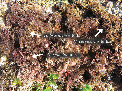 Figure 1. Intertidal region of Vermelha Beach, Ubatuba, São Paulo, warm temperate region of Brazil showing the species Hypnea brasiliensis, H. cervicornis and H. spinella growing as tufts in the intertidal region of the rocky shore.