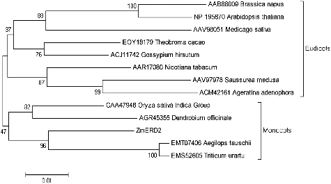 Figure 4. Phylogenetic analysis of heat shock proteins in different plants: Aegilops tauschii (Tausch's goatgrass), Triticum urartu (red wild einkorn), Oryza sativa Indica group (hsien rice), Dendrobium officinale, Saussurea medusa, Ageratina adenophora (Eupatorium adenophorum), Nicotiana tabacum (tobacco), Medicago sativa (alfalfa), Brassica napus (rapeseed), Arabidopsis thaliana (thale cress), Theobroma cacao (cacao tree) and Gossypium hirsutum (upland cotton).