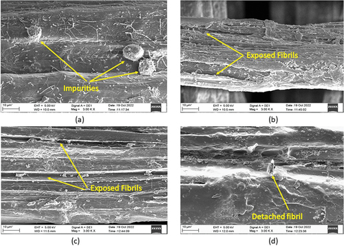 Figure 9. SEM images of (a) untreated bamboo fibers, (b) 5% sodium hydroxide treated bamboo fibers, (c) 1% ammonium hydroxide treated bamboo fibers and (d) 0.5% potassium permanganate treated bamboo fibers.