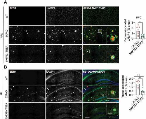 Figure 9. TNEA treatment reduced Aβ plaque-associated LAMP1 in 5XFAD mice brains. Representative fluorescent images of LAMP1 (green), APP/Aβ (6E10, red) and DAPI (blue) in the prefrontal cortex (PFC) (A) and hippocampal (HI) CA1 (B) of mice from WT, 5XFAD and 5XFAD+TNEA groups. Original magnification: 20×, scale bar: 200 μm. Corresponding zoom-in images (scale bar: 100 μm) were processed using ImageJ to demonstrate the colocalization. The area of plaque-associated LAMP1 was quantified as mean ± SEM (male, n = 5 to 6) and analyzed by unpaired t test. *p < 0 .05 and **p < 0.01 vs. 5XFAD group