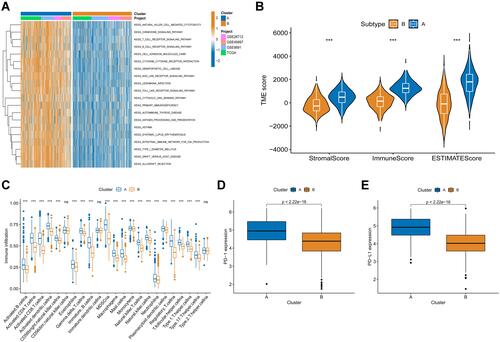 Figure 3 Immune landscapes of the two subtypes of ovarian cancer. (A) Differences in pathway activities between the two distinct subtypes, as scored using GSVA. (B) The relationship between TME score and the two subtypes. (C) Comparison of the relative abundance of infiltrating immune cells between the two subtypes. (D and E) Comparison of the expression level of PD-l and PD-L1 between the two subtypes. ***p<0.001, ns, not significant.