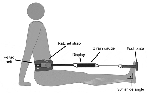 Figure 2. Novel training set-up: Mobile training belt-sling-system for evidence-based plantar flexor muscle-tendon unit training with an integrated strain gauge. Seating position with knee extended and ankle angle of 90°. The strap with the ratchet was individually adjusted downwards near the hip bone to reduce spinal load (↧)