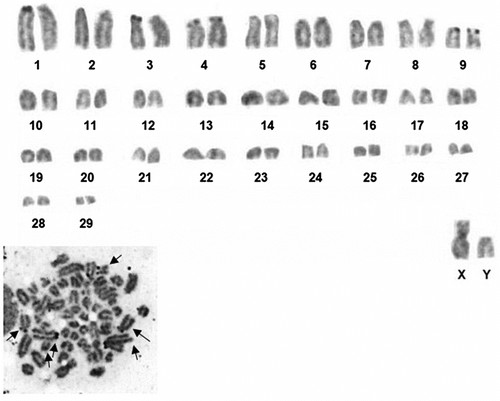 Figure 3 Silver stained metaphase and karyotype of the 2n = 60 cytotype of Nannospalax nehringi (arrows indicate the NOR-bearing chromosomes).