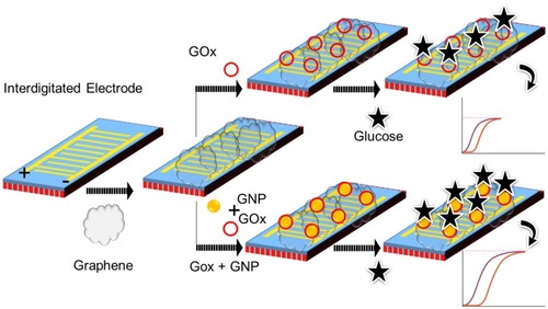 Figure 1 Schematic illustration for the dielectric sensing surface with the surface modifications. Surface modifications of GOx on graphene and GOx-GNP on graphene are shown for the comparison.Abbreviations: GNP, gold nanoparticle; GOx, glucose oxidase.