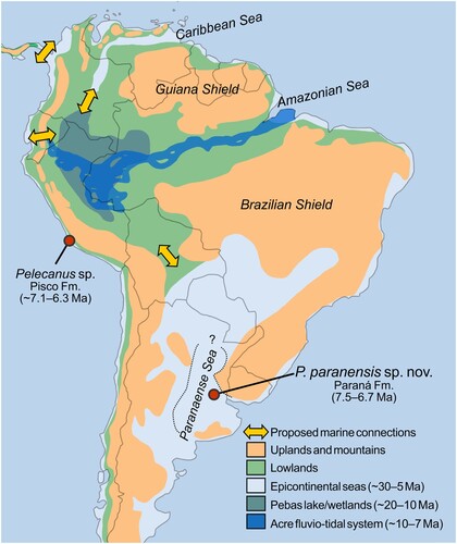 FIGURE 5. Tentative late Oligocene–Late Miocene paleogeography and pelican fossil records of South America. Probable extent of the Paranaense Sea indicated in dashed line. Modified from Hoorn et al. (Citation2010), Gross et al. (Citation2015) and references therein.