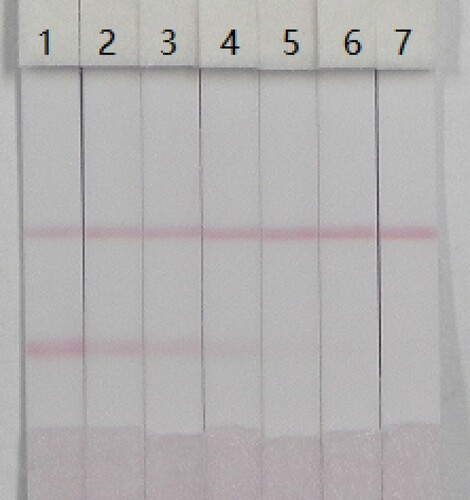 Figure 7. The sensitivity of the immunochromatographic strip (n = 6). 1 = 0 ng/mL; 2 = 2.5 ng/mL, 3 = 5 ng/mL, 4 = 10 ng/mL, 5 = 25 ng/mL, 6 = 50 ng/mL, and 7 = 75 ng/mL.
