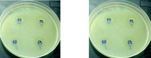 Figure 6. Antimicrobial activity of L. plantarum and L. brevis (2) against E. coli 3398 on 24th and 48th hour 1 – L. plantarum 2 – L. brevis.