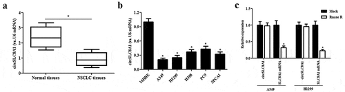 Figure 1. Expression of circSLC8A1 in clinical tissues and cell lines. (a). Relative expression of circSLC8A1 in NSCLC tissues compared with normal tissues. *p < 0.05 vs. normal tissues. (b). Relative expression of circSLC8A1 in NSCLC cell lines A549, H1299, H358, PC9 and SPCA1 cells, as compared to the bronchial epithelial cells 16HBE. *p < 0.05 vs. 16HBE cells. (c). The expression level of circSLC8A1 and SLC8A1 were detected in A549 and H1299 cells by qRT-PCR after treatment with actinomycin D and RNase R, respectively. *p < 0.05