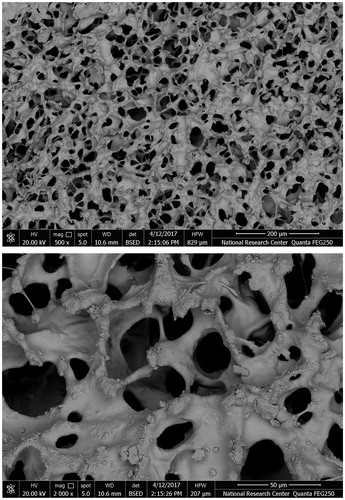 Figure 1. SEM micrographs of drug loaded wafers.