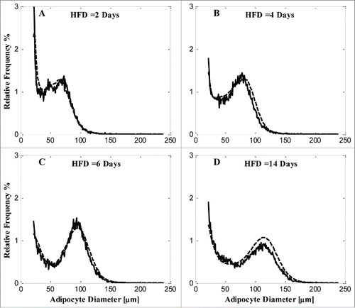Figure 4. Model simulation and comparison with experimental data of each diet condition by MOD 2. A) 2 days of HFD; B) 4 days of HFD; C) 6 days of HFD; D) 14 days HFD. Solid line, experimental data; dashed line, model simulation.