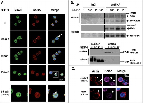 Figure 2. SDF-induced Kaiso co-localization in cell protrusions is RhoH dependent. (A) Co-localization of RhoH and Kaiso at cell protrusion sites and nucleus after SDF-1 stimulation. Jurkat cells were stimulated with SDF-1 (200 ng/ml) for the indicated time points, fixed and stained with polyclonal anti-RhoH antibody (green), monoclonal anti-Kaiso antibody (red) and nuclear staining with DAPI (blue). Cell images were captured by Zeiss LSM 700 Laser Scanning Confocal-Microscope with 63X magnification and processed by ZEN software (Zeiss). RhoH and Kaiso co-localized at cell protrusion sites 30 sec. after SDF-1 stimulation (indicated by arrow) then started to co-localize in the cytosol and nucleus by 2 min. This shift in localization increased over 15 min (indicated by arrowhead) with a concomitant reduction in membrane localization. The higher magnification images of 15 minutes stimulation are shown at bottom column. Represenative images of 3 independent experiments are shown. (B) Cell fractionation and immunoprecipitation of HA-RhoH and Kaiso complex after SDF-1 stimulation. Jurkat cells transduced with a retrovirus expressing HA-RhoH-IRES-YFP were stimulated with SDF-1 (200 ng/ml) for the indicated time points. Subsequently cells were separated into nuclear, cytosolic fractions. The cell lysates from each fraction were subjected to IP with anti-HA monoclonal antibody and analyzed by immunoblotting with anti-Kaiso monoclonal antibody. HA-RhoH transduced Jurkat cells were stimulated with SDF-1 (200ng/ml) for the times indicated and fractionated into nuclear and cytosolic fractions. The HA-immunoprecipitated fractions (20ug) were analyzed for purity by immune blotting with anti-GAPDH antibody (cytosol) and anti-Histone polyclonal antibody (nuclear). A representative example of 3 independent experiments is shown. Abbreviations: c, unstimulated control. (C) RhoH knockdown is associated with the loss of Kaiso localization at SDF-1-induced cell protrusion sites. Jurkat cells transduced with scrambled control or RhoH shRNA were stimulated with SDF-1 (200 ng/ml) for 2 minutes. Stimulated cells were stained with monoclonal anti-Kaiso antibody (purple), rhodamine-phalloidin (red) to detect F-actin and nuclear DAPI staining (blue). Cell images were captured by Zeiss LSM 700 Laser Scanning Confocal-Microscope with 63X magnification and processed by ZEN software (Zeiss). Note decreased intensity of cortical Kaiso staining and increase in F-action at cell protrusion sites (indicated by arrowheads) following SDF-stimulation in RhoH knockdown cells.