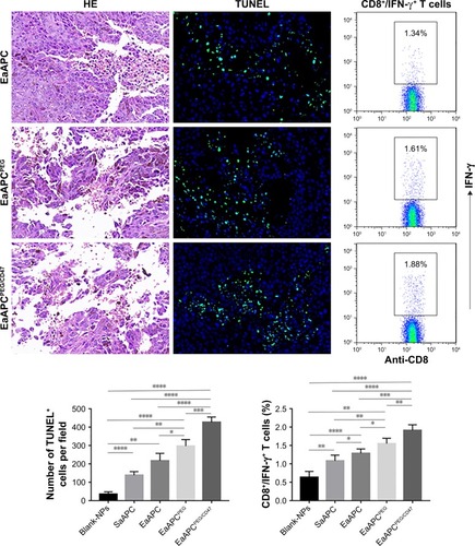 Figure 10 EaAPCPEG/CD47 caused extensive necrosis and apoptosis in melanoma tissues and increased IFN-γ-producing CTLs in spleens. On day 28 (17 days after final infusion of aAPCs or Blank-NPs), the melanoma tissues were collected from each treatment group, embedded in paraffin and sectioned, then followed by H&E staining and TUNEL fluorescence staining. Representative images from three individual mice per group were presented at 400× magnification. The positive cells in TUNEL staining were quantified using Image J software. Five fields were measured for each image, along with statistical analyses across groups. On day 14, spleen lymphocytes were collected from each mouse, co-cultured with TRP2180-188 peptide for 21 hours, and followed by intracellular IFN-γ staining. The percentages of IFN-γ+/CD8+ T cells were analyzed by flow cytometry, along with the statistical analyses of differences across groups; n=3; *P<0.05, **P<0.01, ***P<0.001, and ****P<0.0001.Abbreviations: CTL, cytotoxic T lymphocyte; NP, nanoparticle; aAPC, artificial antigen-presenting cell; EaAPCPEG, PEGylated nanoellipsoidal aAPC; IFN, interferon; SaAPC, nanospherical aAPCs; EaAPC, nanoellipsoidal aAPC; EaAPCPEG/CD47, PEGylated and CD47-conjugated nanoellipsoidal aAPCs.