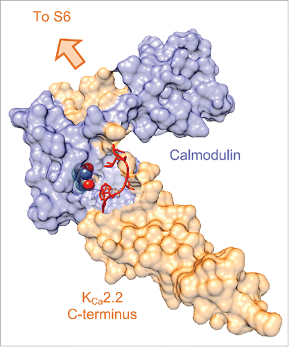 Figure 3. Space-filled structure of NS309, calmodulin and KCa2.2 C-terminus complex. The KCa2.2 residues that become “ordered” following NS309 binding are shown in red.