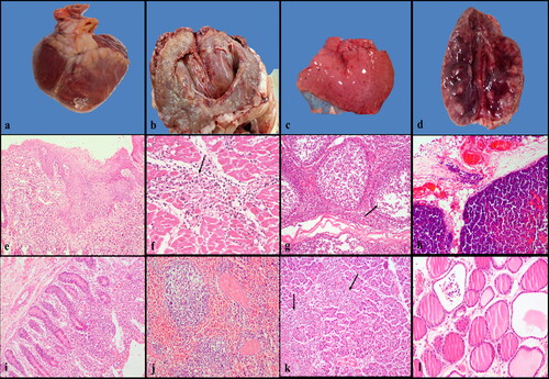 Figure 2. Gross and histopathological changes in various tissues of calves naturally infected with FMDV. a) Heart, cattle calf, 2.5 M. The ventricular myocardium showing necrotic grey to white streaks of variable size and shape giving ‘tigroid heart’ appearance. b) cross-sectional view of heart showing necrotizing myocarditis. c) Thymus, cattle calf, 4 M: swollen thymus with a few pin-head size blood spots on its surface. d) Lymph node, buffalo calf, 4 M. Cut surface of the lymph node showing severe congestion. e) Tongue, cattle calf, 3 M. Ballooning degeneration of stratum spinosum accompanied with severe inflammatory reaction. Hematoxylin and eosin (HE), X100. f) Heart, buffalo calf, 4 M. Heart showing acute interstitial necrotizing myocarditis characterized by marked infiltration of mononuclear cells (arrow). HE, X200. g) Lymph node, calf, 4 M. Depleted lymphoid follicles (arrow) in the cortex. HE, X100. h) Thymus, cattle calf, 4 M. Severe engorgement of blood vessel with the infiltration of inflammatory cells in the capsule of thymus. HE, X100. h) Small intestine, cattle calf 5 M. Enteritis showing marked infiltration of inflammatory cells in the lamina propria. HE, X100. j) Spleen, cattle calf, 4 M. Depleted lymphoid follicles in the white pulp region. HE, X100. k) Pancreas, buffalo calf, 4 M. Multifocal interstitial pancreatitis characterized by infiltration of inflammatory cells (arrow) surrounding the pancreatic acinar cells. HE, X100. l) Thyroid, cattle calf, 4 M. Presence of few inflammatory cells with scant colloid in the thyroid follicle. HE, X100.