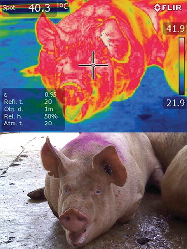Figure 1. A pig with hyperthermia upon arrival at an abattoir