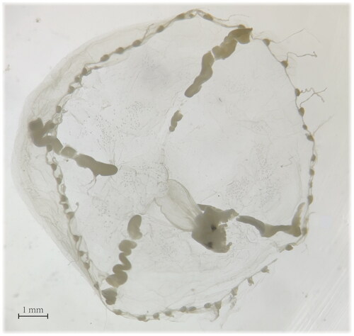 Figure 1. The reference image of Eirene ceylonensis voucher CMY22Q801. This reference image was taken by Yang Chen, the first author listed in this study.