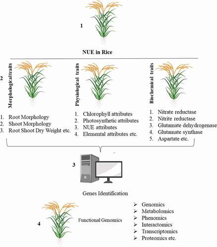 Figure 1. Illustration explaining various traits essential for the identification of NUE genotypes and different OMICS for the functional characterization of genes controlling NUE in rice.