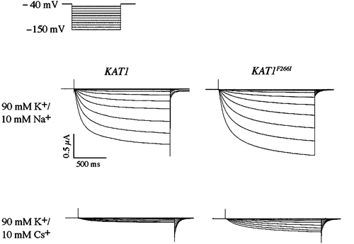 Figure 8.  Two-electrode voltage clamp analysis of a cesium resistant Kat1 channel. Currents elicited from wild-type Kat1 and F266I in bath solutions containing 90 mM K+ and 90 mM K+/10 mM Cs+. Cells were held at −40 mV and hyperpolarized to −150 mV in 10 mV steps. Leak currents were subtracted using a P/6 method.