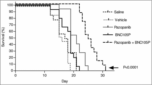 Figure 4. The combination of BNC105 with pazopanib significantly increases overall survival in an orthotopic model of renal cancer. On day 1 of treatment, animals (n = 10/group) were treated with either saline, vehicle, pazopanib, BNC105P or pazopanib and BNC105P for 21 d. The combination of BNC105 with pazopanib significantly increased overall survival compared to monotherapies (P < 0.0001).