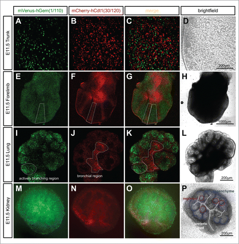 Figure 5. Ubiquitous expression of Fucci2a in R26Fucci2aR+/Tg/CAG-Cre+ve embryos. (A–D) Whole mount R26Fucci2aR+/Tg/CAG-Cre+ve embryonic trunk at E11.5. Fucci2a expression and localization is clearly apparent with red green and yellow cells evident. (E–H) Whole mount R26Fucci2aR+/Tg/CAG-Cre+ve embryonic limb bud at E11.5. Clear areas of mCherry-hCdt1(30/120) positive cells are evident in the condensing mesenchyme that will go on to form the future bone while the interdigitary areas are still highly proliferative. (I–L) A R26Fucci2aR+/Tg/CAG-Cre+ve E11.5 embryonic lung cultured for 24 hours, there is a clear bias in the distribution of cells in G1 and S/G2/M. The actively branching regions of the developing lung are highly proliferative while the future bronchial regions have begun to drop out of the cell cycle as demonstrated by the high proportion of G1 cells in these regions (dotted regions in I, J, K). (M–P) A dissected R26Fucci2aR+/Tg/CAG-Cre+ve E11.5 embryonic kidney cultured for 24hrs. Cells in S, G2, and M-phase were primarily detected within the ureteric bud and in clusters of cells immediately adjacent to the bud comprising early nephron structures. The cap mesenchyme was largely populated by cells in G1.