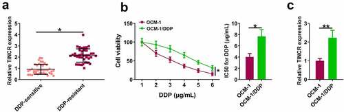 Figure 1. TINCR is upregulated in DDP-resistant CM. (a) TINCR expression in DDP-resistant or DDP-sensitive CM tissues was evaluated by RT-qPCR. (b) CCK-8 assay assessed DDP-resistant or DDP-sensitive CM viability and IC50. (c) INCR expression in DDP-resistant or DDP-sensitive CM cells was measured by RT-qPCR. *P < 0.05; **P < 0.01, n = 3.