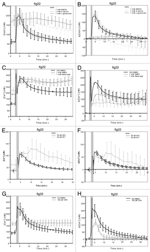 Figure 1. Ligand specificity of MAMP-stimulated iGluRs and molecular control of iGluR desensitization.10–12-d-old seedlings were pre-treated for 30 min with (co-) agonists, W-7 or CHX as described in Kwaaitaal et al. (2011) and then 1 μM flg22 was added to trigger a Ca2+ transient. Seedlings were pre-treated with (A, B) 1 mM NMDA, 1 mM d-serine, 1 mM L-glutamate, (C, D) 1 mM AMPA, 1 mM kainic acid, (E, F) 50 μM W-5 or W-7 or (G, H) 100 μM CHX. Shown are the absolute Ca2+ concentrations (A, C, E, G) or the background-corrected differences in cellular Ca2+ levels (B, D, F, H). Data given are the mean ± standard deviation of 6–12 seedlings per measurement and represent typical examples of three or more independent experiments. Note that the first short and strong Ca2+ peak marked by the gray bar results from the mechanical stimulation caused by the addition of the stimulus. Also note the large standard deviation of the W-7-treated seedlings compared with the control measurements, which reflects the high variation in the individual seedling curves upon treatment with this compound (see Fig. S2). For further experimental details see reference Citation3.