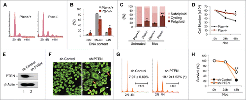 Figure 1. Pten disruption results in polyploidy and nocodazole resistance. (A and B) Flow cytometry analysis of ploidy distribution and DNA content in Pten+/+ and Pten−/− MEFs. Data are presented as mean ± SEM of 3 independent experiments (*, p < 0.05; as compared with Pten+/+ cells with the same ploidy population). (C) Karyotypic profiles of Pten+/+ and Pten−/− MEFs with or without spindle disruption by nocodazole (1.5 μM). Data are summarized from 3 independent experiments and analyzed with the paired t-test. *, p < 0.05; **, p < 0.01; as compared with corresponding untreated or nocodazole treated Pten+/+ cells. (D) Growth curves for Pten+/+ and Pten−/− MEFs in response to nocodazole (1.5 μM). (E) HeLa cells were transfected with pSuper/sh PTEN and PTEN expression was evaluated by Western blotting and compared with cells containing a control pSuper/sh control vector. (F) Immunofluorescent staining of microtubules using an anti-α-tubulin antibody and visualized with an FITC-conjugated species-matched secondary antibody. White arrowheads and red arrows indicate giant cells containing a single enlarged nucleus and multiple nuclei respectively. (G) A representative comparison of cell cycle and ploidy profiles in thymidine synchronized HeLa cells containing PTEN shRNA or scrambled shRNA, at a time point 12 hours after release from double-thymidine block (DTB). (H) Survival curves for PTEN-knockdown and control HeLa cells treated with 1.5 μM nocodazole for 24 h and 48 h.