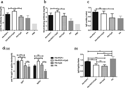 Figure 4. PCP-I combined with CpG further enhances antibody responses against PA. Groups of mice (BALB/c, n = 8) were immunized three times i.m. at two-week intervals with 0.5 μg of PA unadjuvanted or adjuvanted with PCP-I (200 μg) or PCP-I (200 μg) + CpG (25 μg) or CpG (25 μg). The mice of the control group were injected with PBS. Mice were bled 14 days following their last immunization to measure anti-PA antibodies (a), antibody avidity (c), IgG subclass titers (d (a)), or IgG1/IgG2a ratio (d (b)) by ELISA. The toxin-neutralizing antibody titers were measured by TNA (b). Results are presented as the mean ± SD (*p < .05; **p < .01; ***p < .001).