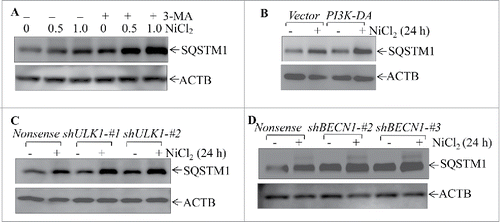 Figure 6. Autophagy induced by nickel inhibited the SQSTM1 level in human Beas-2B cells. (A) 2 × 105 Beas-2B cells were seeded into each well of 6-well plates. The cells were pretreated with 5.0 mM 3-MA for 30 min and then exposed to 0.5 mM or 1.0 mM NiCl2 for 24 h. (B-D) 2 × 105 of Beas-2B stable transfectants, including Beas-2B(PI3K-DA), Beas-2B(shULK1), Beas-2B(shBECN1), and their corresponding control vector transfectants as indicated, were seeded into each well of 6-well plates. After the cell density reached 80∼90%, the cells were exposed to 1.0 mM NiCl2 for 24 h. The cells were extracted with SDS-sample buffer and western blot was carried out as described in the “Materials and Methods.” ACTB was used as a control for protein loading.