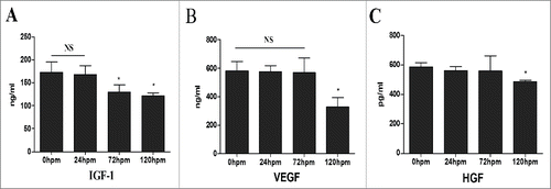 Figure 5. CLH-EDCs post mortem have paracrine function. The comparison of cytokine profile secreted by CLH-EDCs. (A-C) Cytokines (VEGF, IGF-1, HGF) were analyzed by ELISA. Data are shown as the mean ± SEM of 3 independent experiments.*p < 0.05 vs. 0 h group.