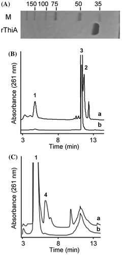 Fig. 2. Recombinant ThiA hydrolyzes NAD+ in vitro.