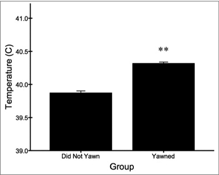 Figure 5. Across all recordings, birds that yawned at least once showed higher facial temperatures (mean ± s.e.m) than birds that did not yawn during testing (**p <0.01).