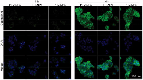 Figure 4. CLSM images of MCF-7 cells after treatment with coumarin-6 loaded PTV-NPs, PT-NPs, or PCV-NPs for 1 and 4 h, respectively.