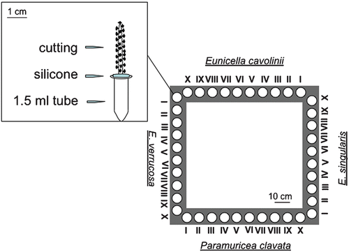 Figure 1 Scheme of one of the explants and of one of the four frames used for the experiment.