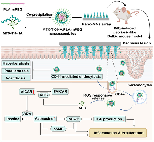 Scheme 1 Illustration of topical delivery of MTX by Nano-MNs array for anti-inflammatory effect in psoriasis treatment. MTX-TK-HA/PLA-mPEG nanoassemblies were prepared by facile co-precipitation, and then loaded in the dissolvable microneedles utilizing a micromolding technique for painless transdermal administration. After applying Nano-MNs to the psoriasis lesion, the nanoassemblies was rapidly released and accumulated in keratinocytes via CD44-mediated endocytosis, followed by ROS-responsive release of MTX to exert anti-inflammation and anti-proliferation effect.