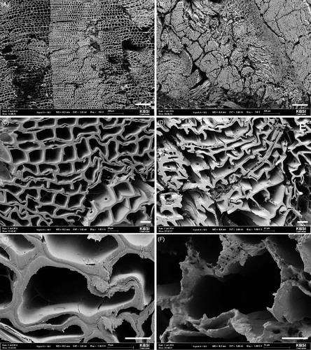 Figure 5. Scanning electron micrographs (×150, ×1000, and ×5000) of cross-sections of Pinus densiflora specimens at 120 days after its inoculation with Gloeophyllum trabeum. Blocks treated with Streptomyces sp. 1 (A–C) and the non-treated controls (D–F). (A, D) bar 200 μm; (B, E) bar 20 μm; (C, F) bar 10 μm.